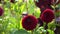 Close up of red pompom dahlia flowers blooming in fall garden. Autumn flowering plants. Burgundy ball dahlias