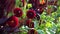 Close up of red pompom dahlia flowers blooming in fall garden. Autumn flowering plants. Burgundy ball dahlias