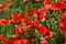 Close up on red poppies in a wheat field in Tuscany near San Quirico d`Orcia Siena