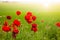 Close-up of red poppy flowers