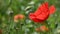 Close up red poppy flowers in green field