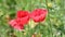 Close up red poppy flowers in green field