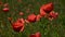 Close up red poppy flowers in green field
