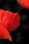 Close up of red poppy petal isolated on black.