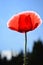 Close up red poppy shirley flower and blue sky bac