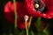 Close up of red poppy showing detail