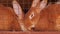 Close-up of red rabbits in a cage eating bread.