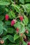 Close up of red raspberries ready to harvest on a rural farm, Pacific Northwest, USA