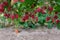 Close up of red raspberries ready to harvest on a rural farm, Pacific Northwest, USA