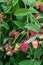 Close up of red raspberries ready to harvest on a rural farm, Pacific Northwest, USA