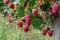 Close up of red raspberries ready to harvest on a rural farm, with wood post to hold up plants, Pacific Northwest, USA