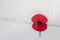 Close up of a red rememberance poppy on white wall background, symbol in the United Kingdom, Canada, Australia and New Zealand