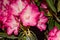 Close up of a red rhododendron