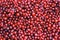 Close-up of red ripe lingonberry. The texture of ripe red berries of lingonberry with a twig. Natural wildlife food