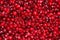 Close-up of red ripe lingonberry. The texture of ripe red berries of lingonberry with a twig. Natural wildlife food