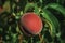 Close-up of red ripe peach stuck to leafy branch