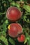 Close-up of red ripe peaches stuck to leafy branch