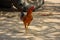 Close up of the red rooster cock bird of Chhattisgarh, India