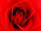 Close Up Red Rose