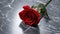 Close Up of a red Rose on a black marble Background