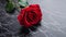 Close Up of a red Rose on a black marble Background