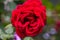 Close-up of red rose blossom. A red flower head in a garden in the Cameron highlands, Malaysia. Detailed image of the flower of