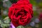 Close-up of red rose blossom. A red flower head in a garden in the Cameron highlands, Malaysia. Detailed image of the flower of