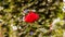 Close-up of red rose blossom. A red flower head in a garden in the Cameron highlands, Malaysia. Detailed image of the flower of