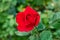 Close-up of red rose blossom. A red flower head in a garden in the Cameron highlands, Malaysia. Detailed image of the flower of