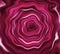 Close-up red rose, flower background