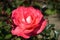 Close-up of a red rose flower on the blured green background. symbol of love