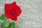 Close up of a red rose flower with a gray stone wall behind with text sympathy
