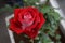 Close up red rose flower in the pot at little home garden