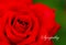 Close up of a red rose flower with text sympathy