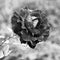 Close up of red rose flower with water drops on petals, selective focus.black and white image