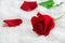 Close up of red rose flower on white fur background - Valentine& x27;