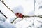 Close up of red rose hip berries in winter covered by ice and snow