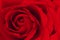 Close up of red rose make from paper, abstract background.