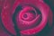 Close-Up Of Red Rose. Night Romance Style. Flowers Background.