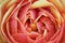 Close-up of Red Rose with Raindrops