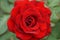 Close-up of red rose spiral inflorescences