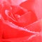 Close up red rose - square format