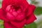 Close-up of a red rose still in bud on a small-flowered rosebush