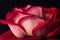 Close-up red rose textured petals.