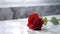 Close Up of a red Rose on a white marble Background