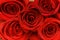 Close up of the red roses