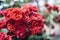 Close up red roses bushes with many flowers. In the city during summer