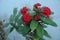 Close up Red roses, red flowers and green leaf ideal for background