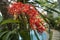 Close up red Rubiaceae - amazing tropical plant with many beautiful red flowers.. Red Ixora flower in garden at Bali in Indonesia