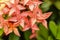 Close up red Rubiaceae flowers, Ixora flower